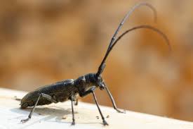 Attēlu rezultāti vaicājumam “Monochamus urussovi”