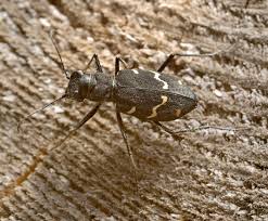 Attēlu rezultāti vaicājumam “Cicindela sylvatica”