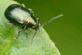 Attēlu rezultāti vaicājumam “Alticinae”