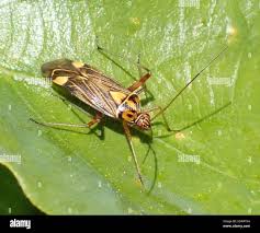 Attēlu rezultāti vaicājumam “Rhabdomiris striatellus”