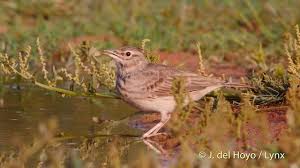 Attēlu rezultāti vaicājumam “Galerida cristata adult”