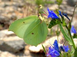 Attēlu rezultāti vaicājumam “Gonepteryx rhamni female”