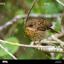 Attēlu rezultāti vaicājumam “Erithacus rubecula juvenile”