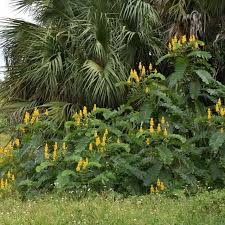 Attēlu rezultāti vaicājumam “Leguminosae”