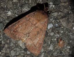 Attēlu rezultāti vaicājumam “Mythimna turca”