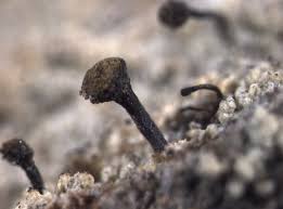 Attēlu rezultāti vaicājumam “Chaenotheca ferruginea”