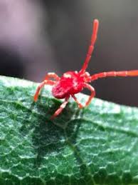 Attēlu rezultāti vaicājumam “Trombidiidae”