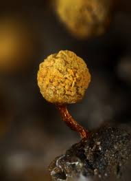 Attēlu rezultāti vaicājumam “Craterium aureum”