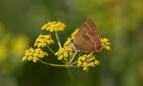 Attēlu rezultāti vaicājumam “Thecla betulae”