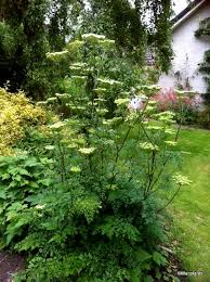 Attēlu rezultāti vaicājumam “Cenolophium denudatum leaf”