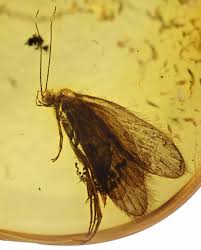 Attēlu rezultāti vaicājumam “Trichoptera”