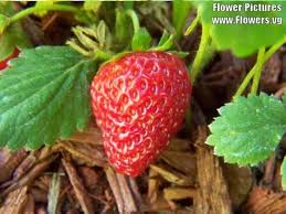 Attēlu rezultāti vaicājumam “Fragaria vesca fruit”