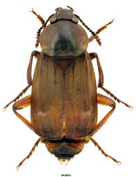 Attēlu rezultāti vaicājumam “Silphidae”