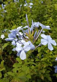 Attēlu rezultāti vaicājumam “Plumbaginaceae”