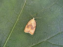 Attēlu rezultāti vaicājumam “Acleris forsskaleana”