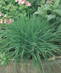 Attēlu rezultāti vaicājumam “Koeleria glauca leaf”