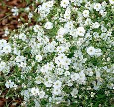 Attēlu rezultāti vaicājumam “Gypsophila fastigiata flower”