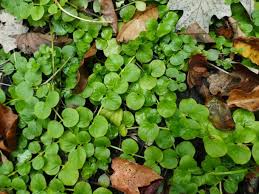 Image result for Lysimachia nummularia