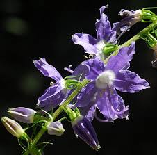 Image result for Campanula americana