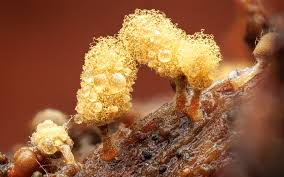 Attēlu rezultāti vaicājumam “Arcyria minuta macro”