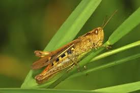 Attēlu rezultāti vaicājumam “Acrididae”