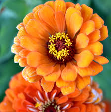 Image result for Zinnia elegans