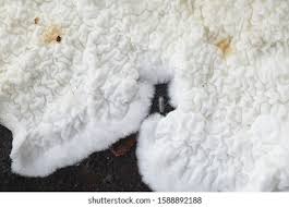 Attēlu rezultāti vaicājumam “Plicatura nivea”