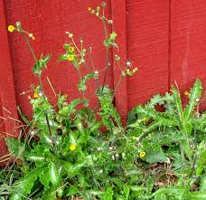 Attēlu rezultāti vaicājumam “Sonchus asper flower”