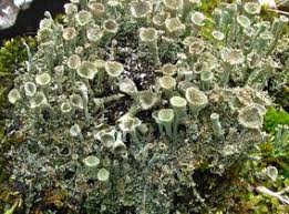Attēlu rezultāti vaicājumam “Cladonia pyxidata”