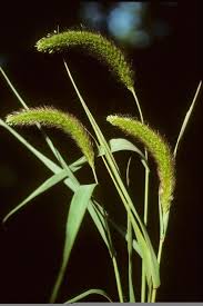 Attēlu rezultāti vaicājumam “Setaria italica”