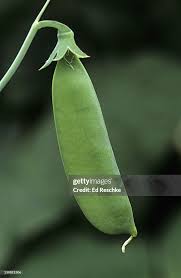 Attēlu rezultāti vaicājumam “Pisum sativum fruit”