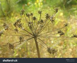 Attēlu rezultāti vaicājumam “Anthriscus sylvestris bud”