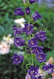 Image result for Campanula medium