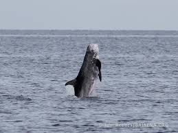 Image result for Grampus griseus