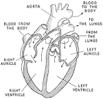 File:Auricle (PSF).png - Wikimedia Commons
