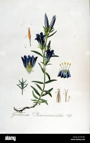 Attēlu rezultāti vaicājumam “Gentiana pneumonanthe”