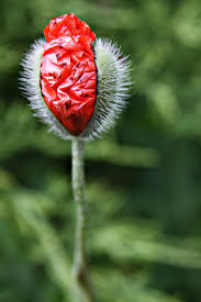 Attēlu rezultāti vaicājumam “Papaver rhoeas flower”