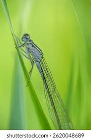 Attēlu rezultāti vaicājumam “Nehalennia speciosa”