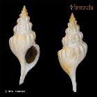 Image result for Cinctura hunteria