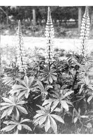 Image result for Lupinus polyphyllus Lindl.