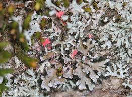 Attēlu rezultāti vaicājumam “Illosporiopsis christiansenii”