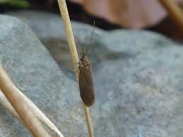 Attēlu rezultāti vaicājumam “Chaetopteryx villosa”