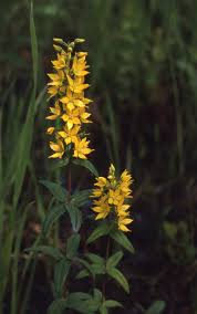 Attēlu rezultāti vaicājumam “Lysimachia vulgaris”