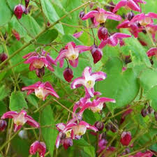 Attēlu rezultāti vaicājumam “Epimedium alpinum”