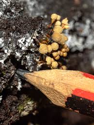 Attēlu rezultāti vaicājumam “Hemitrichia sp.”