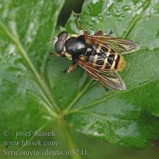 Attēlu rezultāti vaicājumam “Sericomyia silentis”