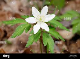 Attēlu rezultāti vaicājumam “Anemone nemorosa leaf”