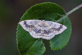 Attēlu rezultāti vaicājumam “Cyclophora annularia”