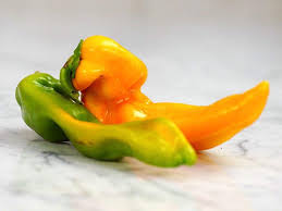 Afbeeldingsresultaat voor marconi golden sweet pepper