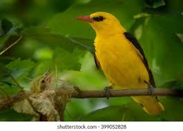 Attēlu rezultāti vaicājumam “Oriolus oriolus male”